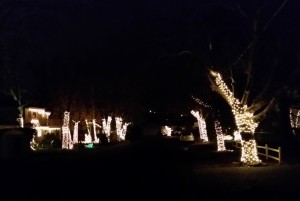 Christmas Lights Los Gatos crop